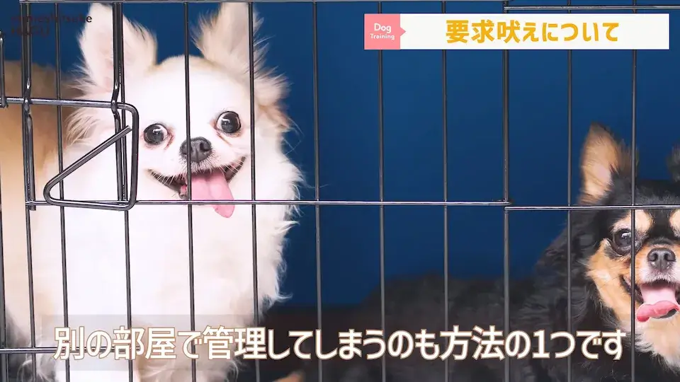 多頭飼い 要求吠え パテラ 愛犬の吠え・脱臼・トイレの悩みについてプロトレーナーが回答！