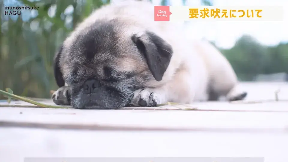 多頭飼い 要求吠え パテラ 愛犬の吠え・脱臼・トイレの悩みについてプロトレーナーが回答！