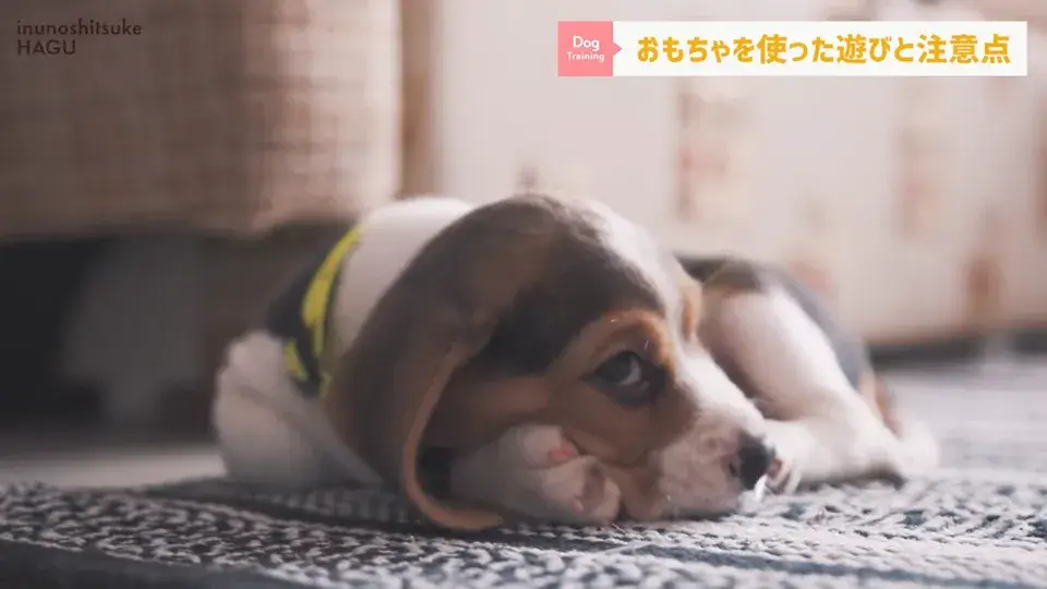 おもちゃ遊びがへたくそなワンちゃん…その原因をトレーナーが解説！