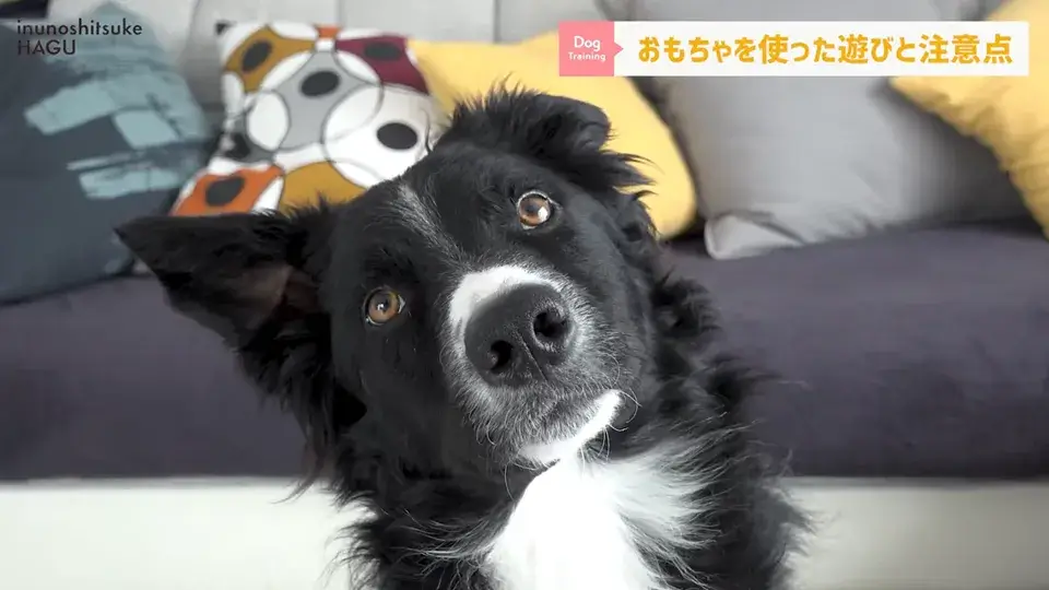 おもちゃ遊びがへたくそなワンちゃん…その原因をトレーナーが解説！
