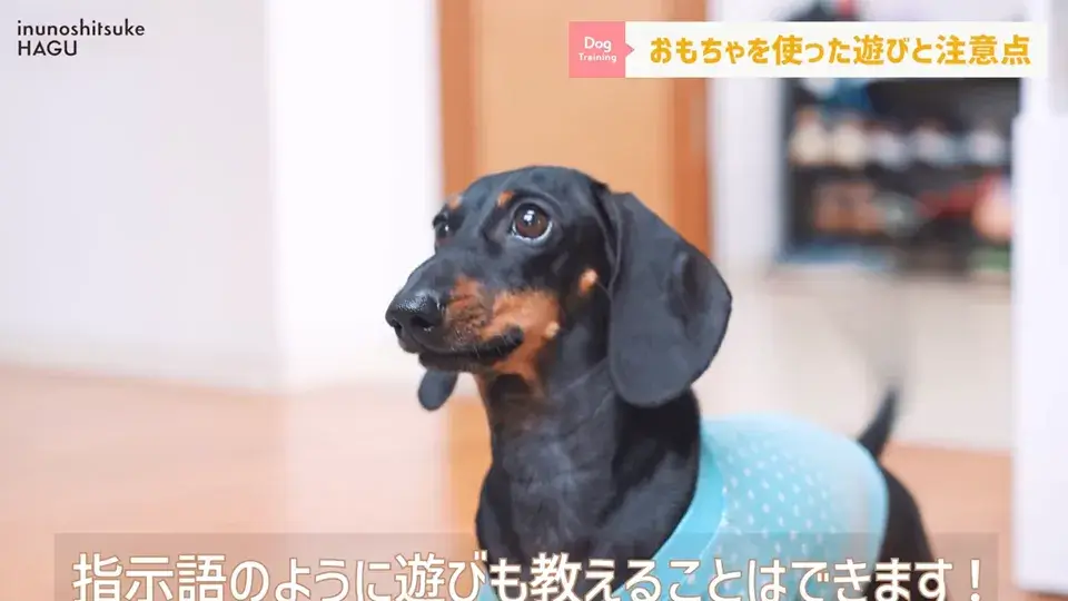 おもちゃ遊びがへたくそなワンちゃん…その原因をトレーナーが解説！