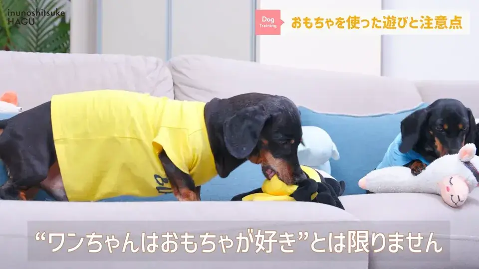 おもちゃ遊びがへたくそなワンちゃん…その原因をトレーナーが解説！