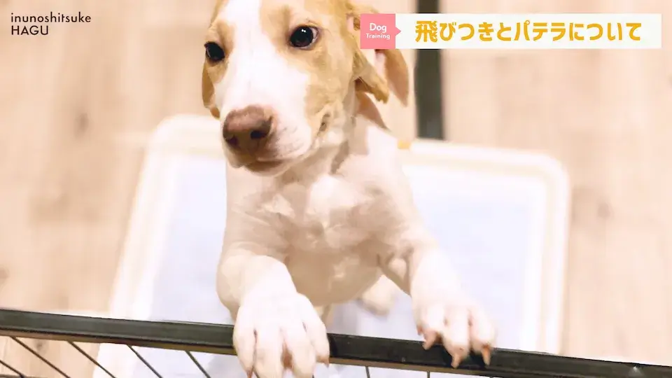 多頭飼い パテラ 愛犬の吠え・脱臼・トイレの悩みについてプロトレーナーが回答！