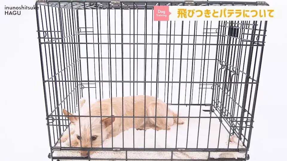 多頭飼い パテラ 愛犬の吠え・脱臼・トイレの悩みについてプロトレーナーが回答！
