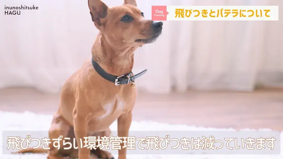 多頭飼い パテラ 愛犬の吠え・脱臼・トイレの悩みについてプロトレーナーが回答！