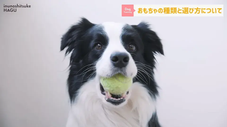 おもちゃ遊びがへたくそなワンちゃん…その原因をトレーナーが解説！
