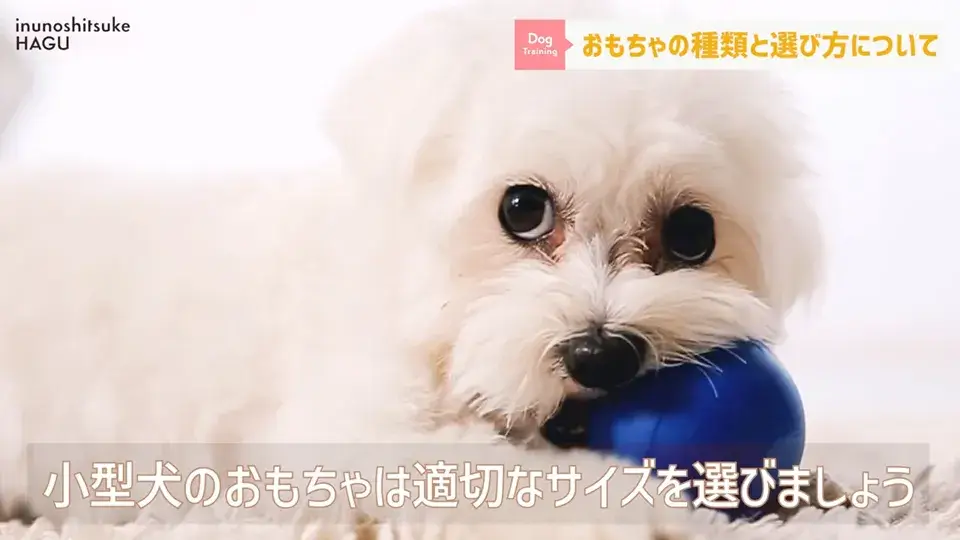 おもちゃ遊びがへたくそなワンちゃん…その原因をトレーナーが解説！