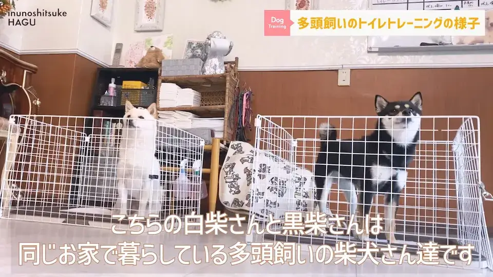 多頭飼い siba 柴犬 愛犬の吠え・脱臼・トイレの悩みについてプロトレーナーが回答！