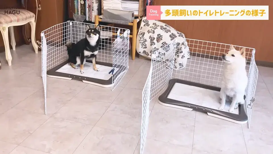 多頭飼い siba 柴犬 愛犬の吠え・脱臼・トイレの悩みについてプロトレーナーが回答！