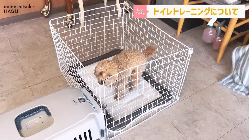 多頭飼い 要求吠え パテラ 愛犬の吠え・脱臼・トイレの悩みについてプロトレーナーが回答！