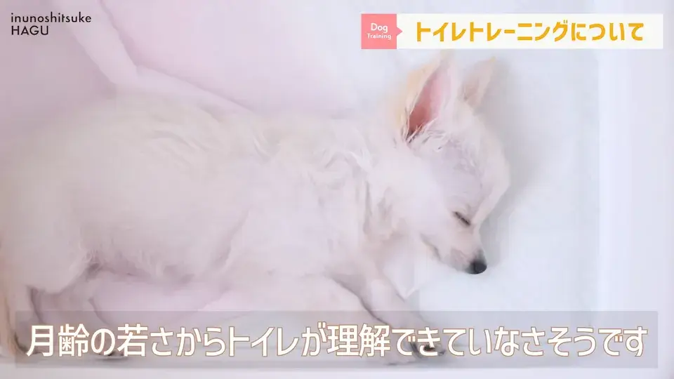多頭飼い 要求吠え パテラ 愛犬の吠え・脱臼・トイレの悩みについてプロトレーナーが回答！