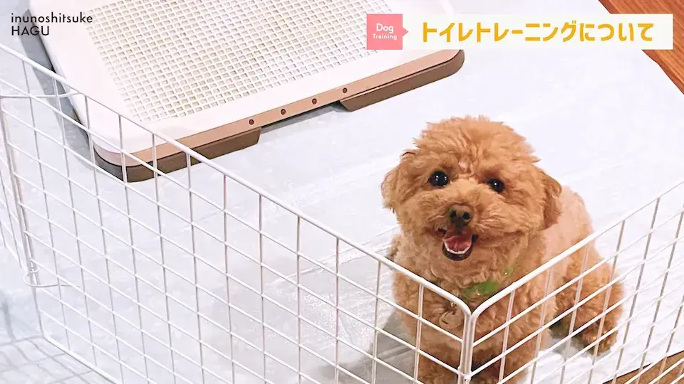 多頭飼い 要求吠え パテラ 愛犬の吠え・脱臼・トイレの悩みについてプロトレーナーが回答！