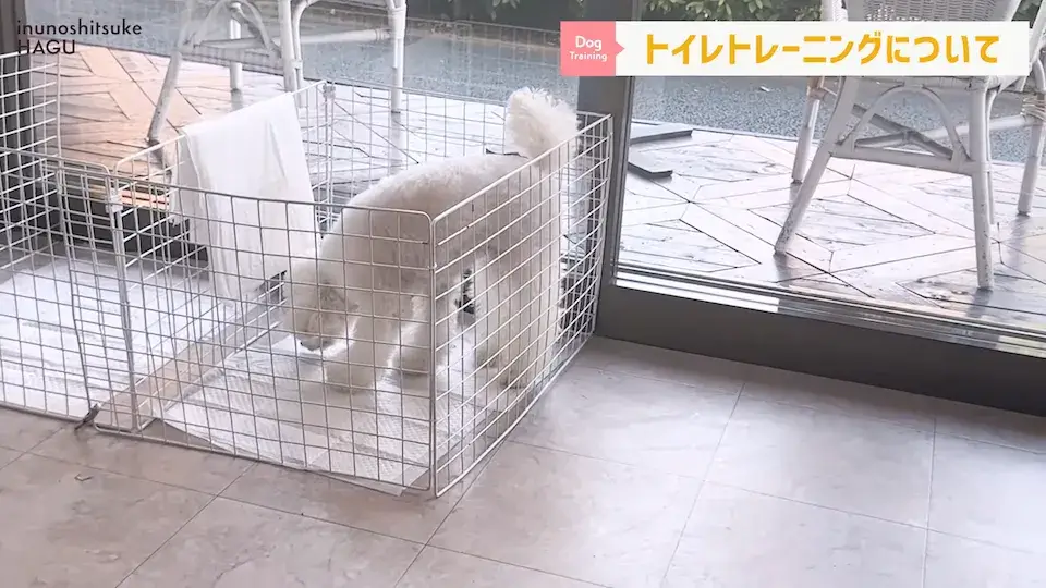 多頭飼い 要求吠え パテラ 愛犬の吠え・脱臼・トイレの悩みについてプロトレーナーが回答！