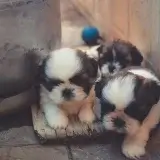 多頭飼い!下の子が上の子に威嚇して飛び掛かるのはなぜ? Multiple pet ownership