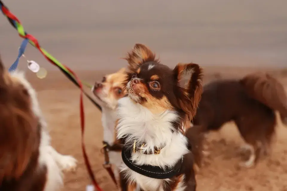多頭飼い！下の子が上の子に威嚇して飛び掛かるのはなぜ？ Multiple pet ownership