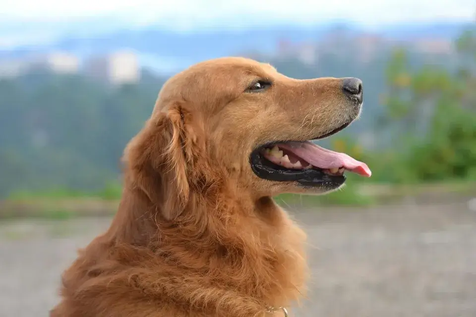 多頭飼い！下の子が上の子に威嚇して飛び掛かるのはなぜ？ Multiple pet ownership