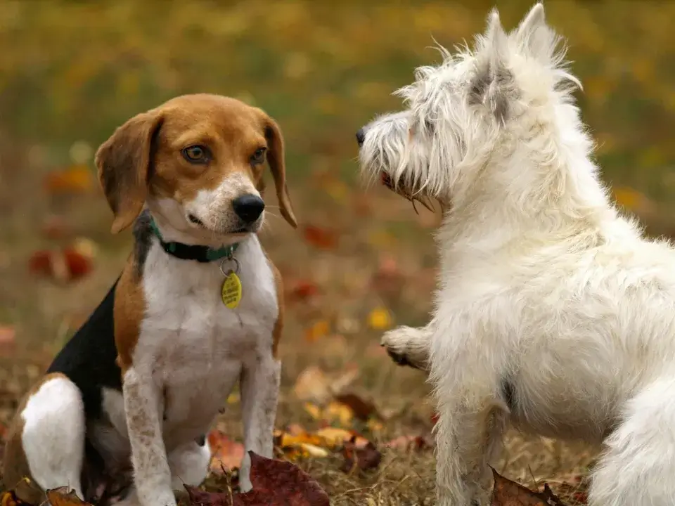 多頭飼い！下の子が上の子に威嚇して飛び掛かるのはなぜ？ Multiple pet ownership