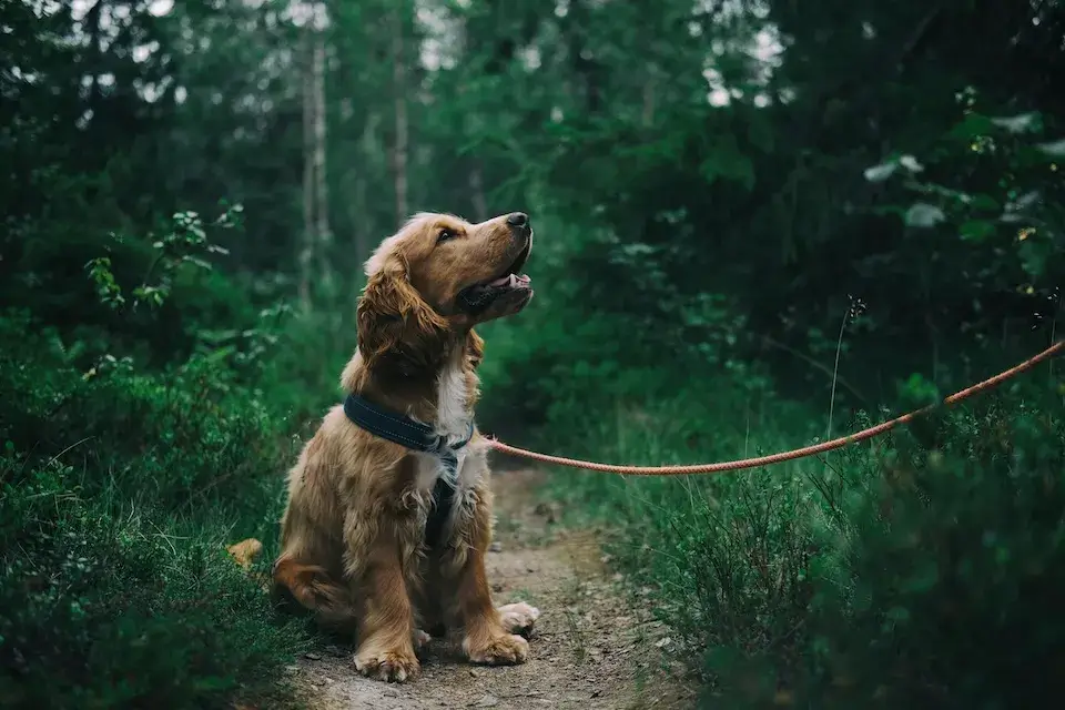 多頭飼い！下の子が上の子に威嚇して飛び掛かるのはなぜ？ Multiple pet ownership
