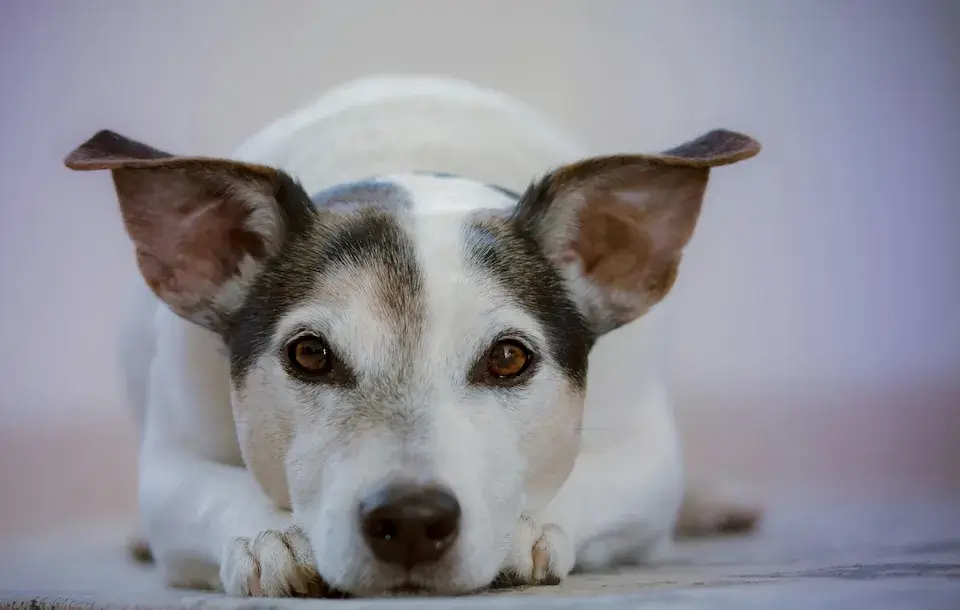 多頭飼い！下の子が上の子に威嚇して飛び掛かるのはなぜ？ Multiple pet ownership