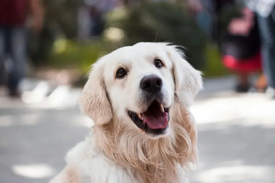 多頭飼い！下の子が上の子に威嚇して飛び掛かるのはなぜ？ Multiple pet ownership