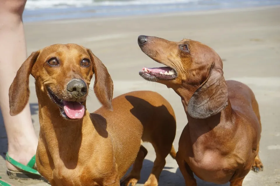 多頭飼い！下の子が上の子に威嚇して飛び掛かるのはなぜ？ Multiple pet ownership