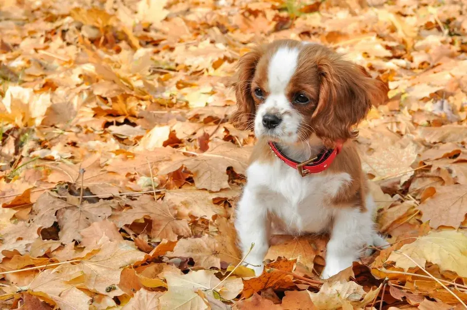 キャバリア cavalier 飼い主が見えない時鳴き、吠え、夜鳴きの対処方法
