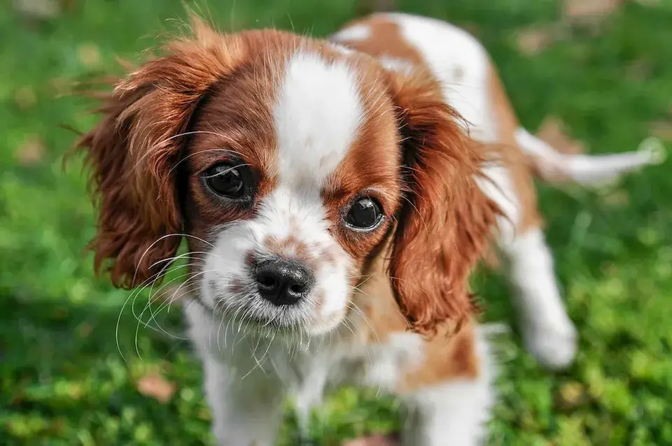 キャバリア cavalier 飼い主が見えない時鳴き、吠え、夜鳴きの対処方法