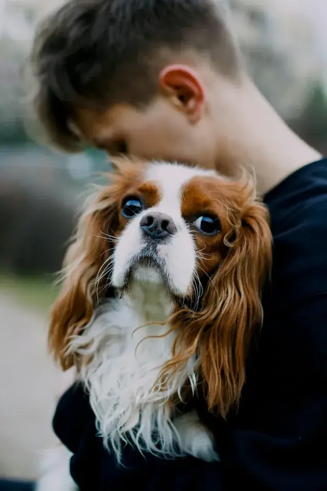 キャバリア cavalier 飼い主が見えない時鳴き、吠え、夜鳴きの対処方法