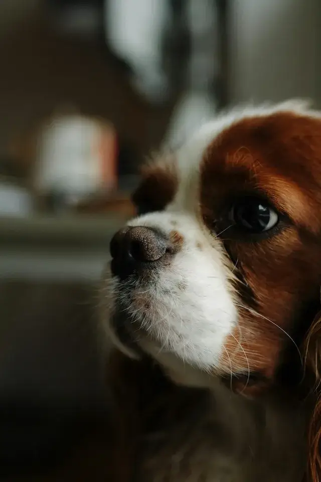 キャバリア cavalier 飼い主が見えない時鳴き、吠え、夜鳴きの対処方法