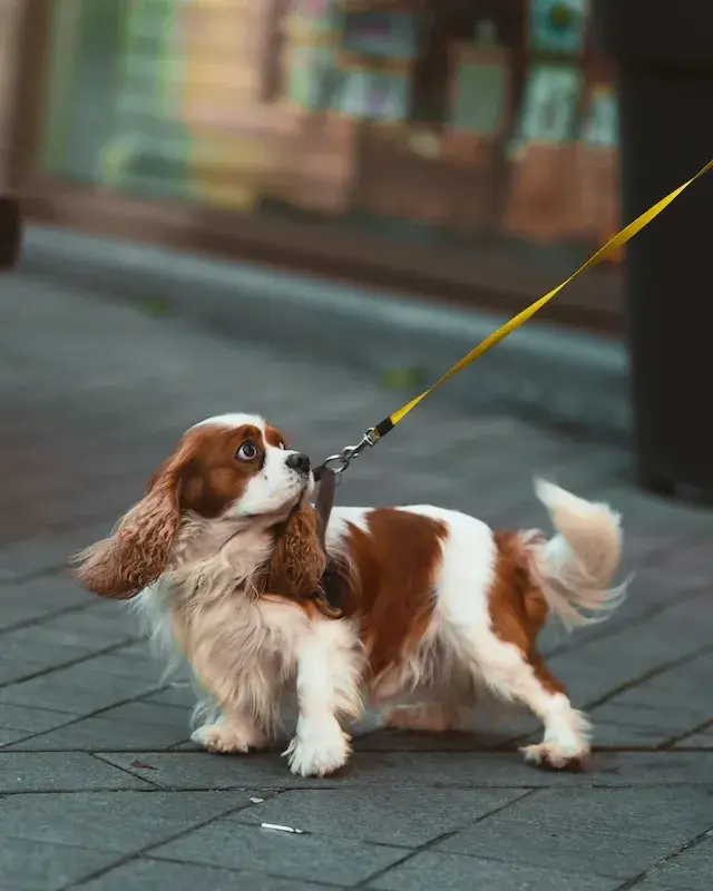 キャバリア cavalier 飼い主が見えない時鳴き、吠え、夜鳴きの対処方法
