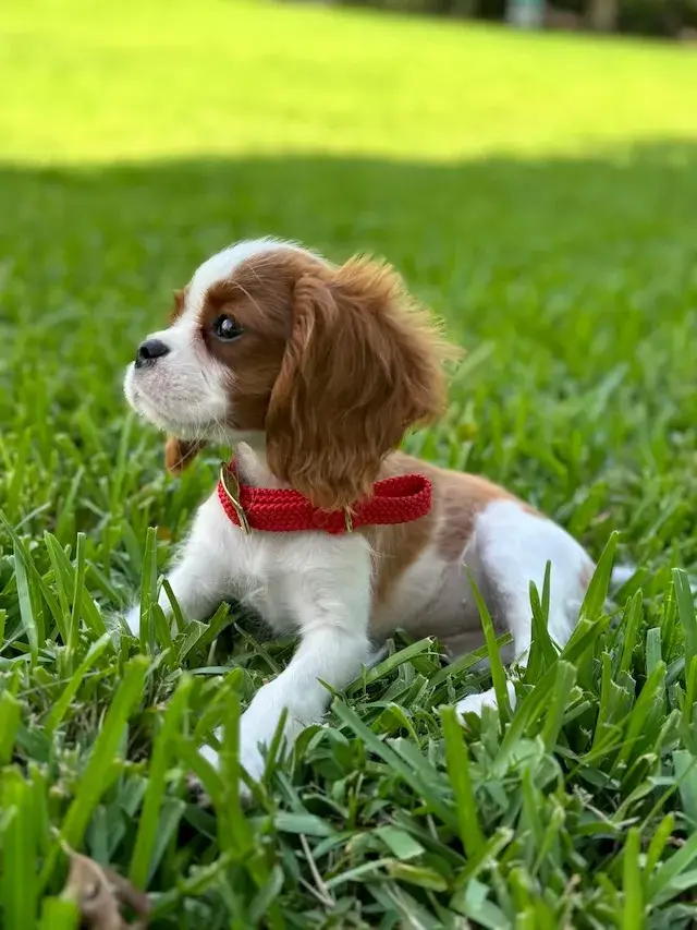 キャバリア cavalier 飼い主が見えない時鳴き、吠え、夜鳴きの対処方法