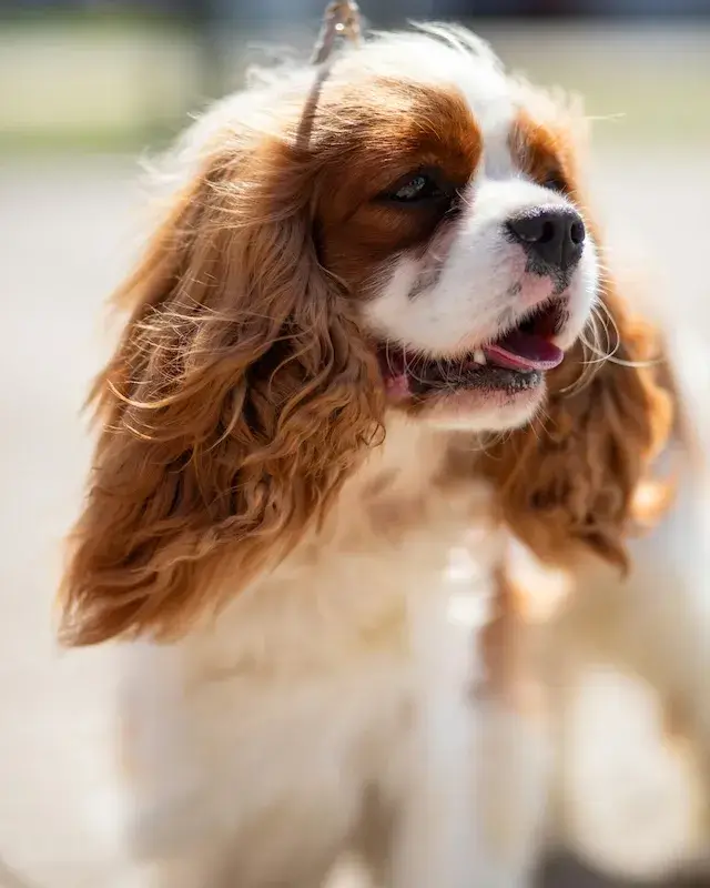 キャバリア cavalier 飼い主が見えない時鳴き、吠え、夜鳴きの対処方法