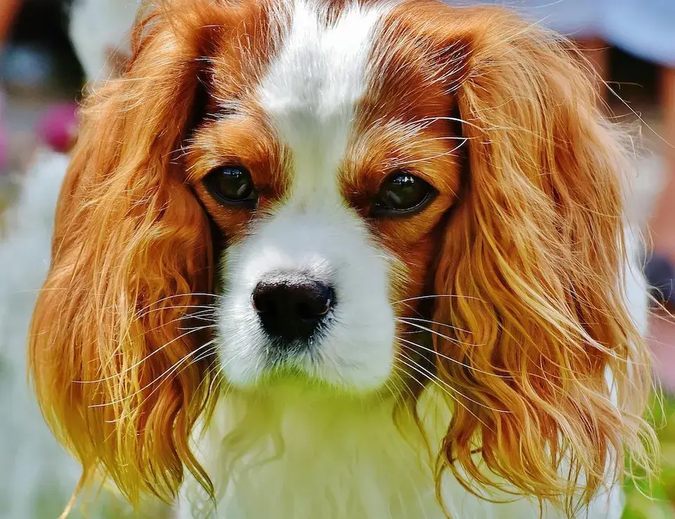 キャバリア cavalier 飼い主が見えない時鳴き、吠え、夜鳴きの対処方法