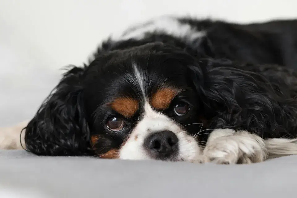 キャバリア cavalier 飼い主が見えない時鳴き、吠え、夜鳴きの対処方法