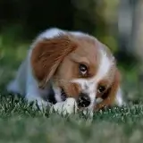 キャバリア cavalier 飼い主が見えない時鳴き、吠え、夜鳴きの対処方法