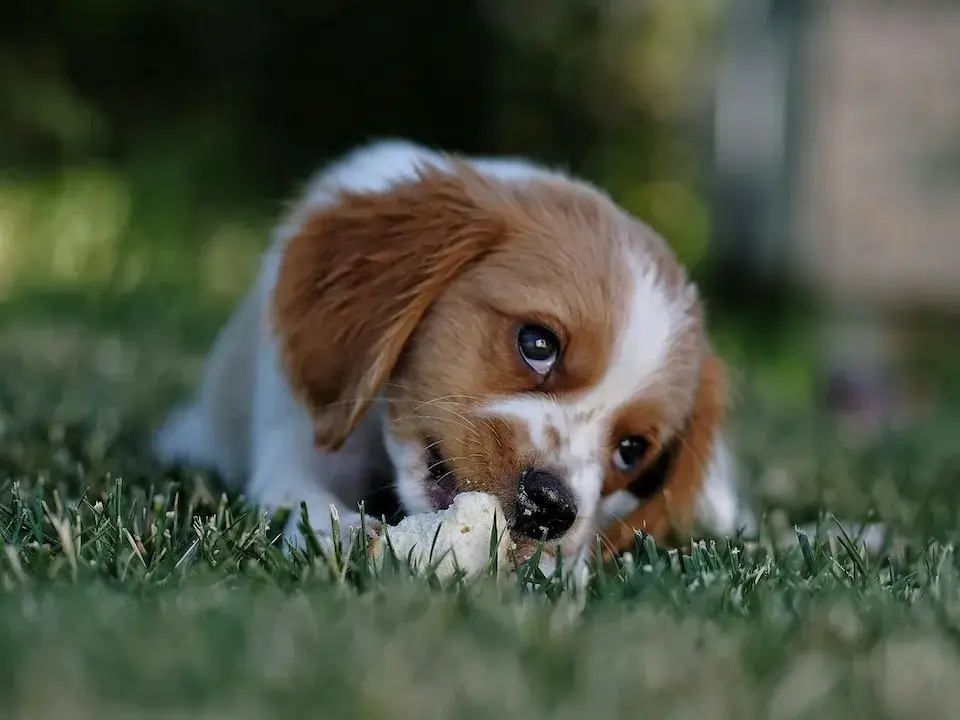 キャバリア cavalier 飼い主が見えない時鳴き、吠え、夜鳴きの対処方法
