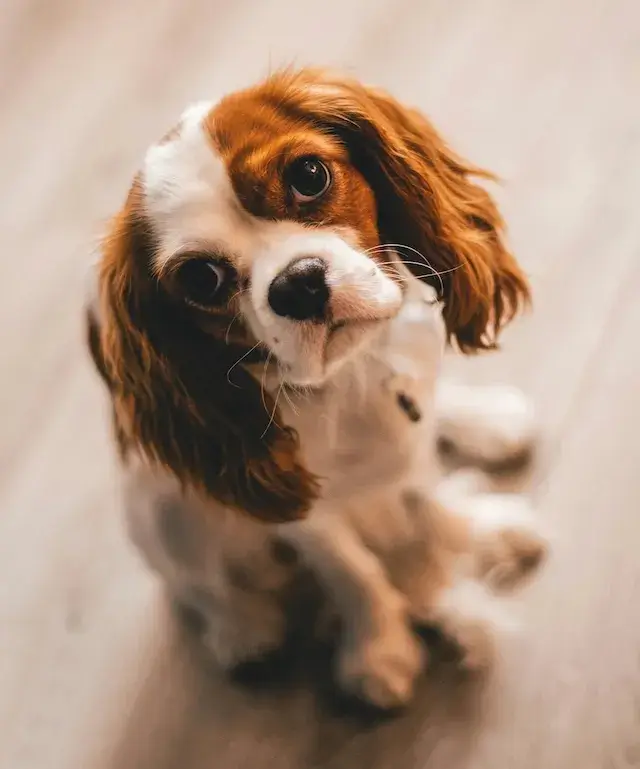 キャバリア cavalier 飼い主が見えない時鳴き、吠え、夜鳴きの対処方法