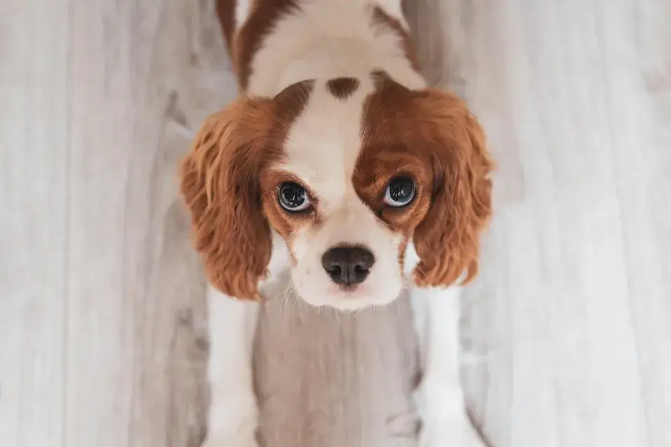 キャバリア cavalier 飼い主が見えない時鳴き、吠え、夜鳴きの対処方法