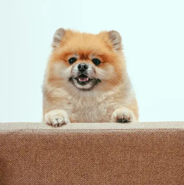 ポメラニアン pomeranian トイレシートからはみ出す！吠えと拾い食いを辞めさせる方法！