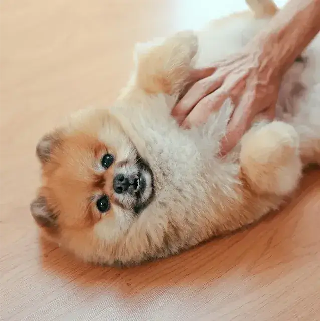 ポメラニアン pomeranian トイレシートからはみ出す！吠えと拾い食いを辞めさせる方法！
