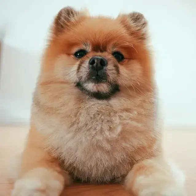 ポメラニアン pomeranian トイレシートからはみ出す！吠えと拾い食いを辞めさせる方法！