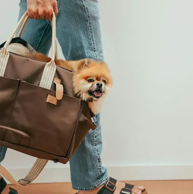 ポメラニアン pomeranian トイレシートからはみ出す！吠えと拾い食いを辞めさせる方法！