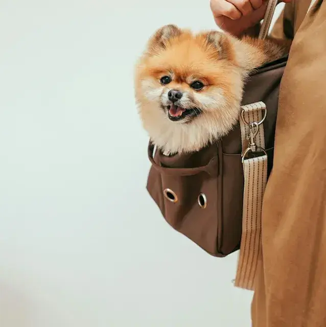 ポメラニアン pomeranian トイレシートからはみ出す！吠えと拾い食いを辞めさせる方法！