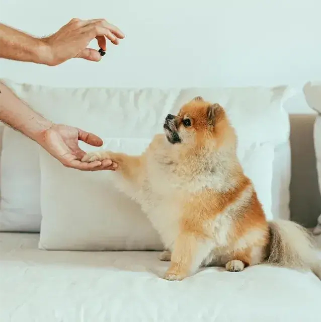 ポメラニアン pomeranian トイレシートからはみ出す！吠えと拾い食いを辞めさせる方法！