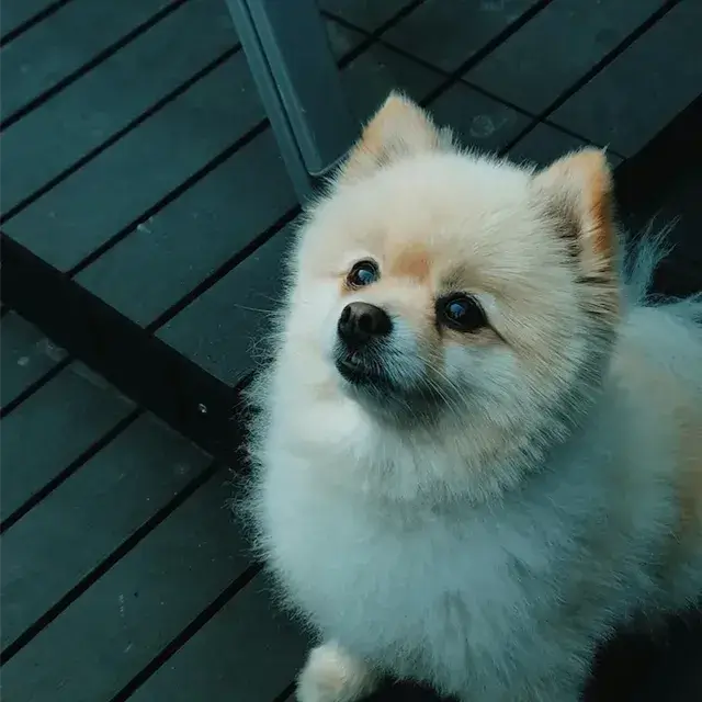 ポメラニアン pomeranian トイレシートからはみ出す！吠えと拾い食いを辞めさせる方法！