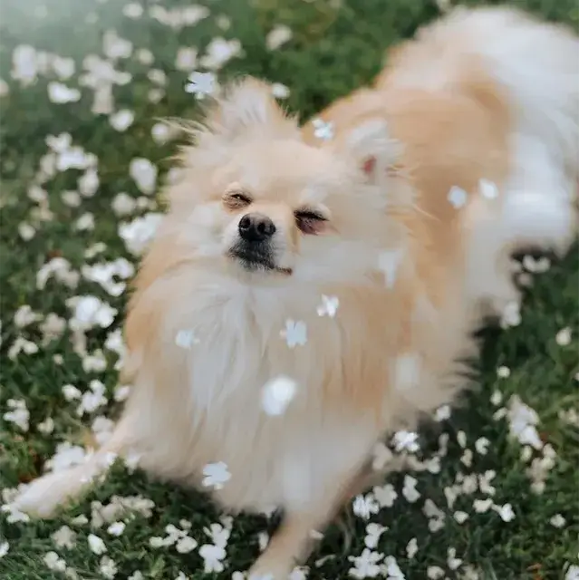 ポメラニアン pomeranian トイレシートからはみ出す！吠えと拾い食いを辞めさせる方法！