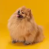 ポメラニアン pomeranian トイレシートからはみ出す!吠えと拾い食いを辞めさせる方法!