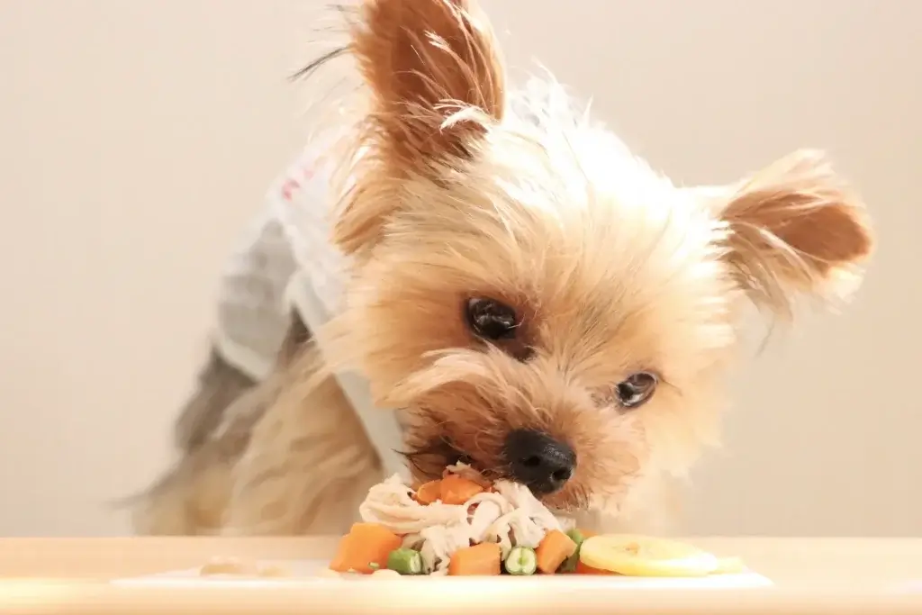 犬の食事の注意点