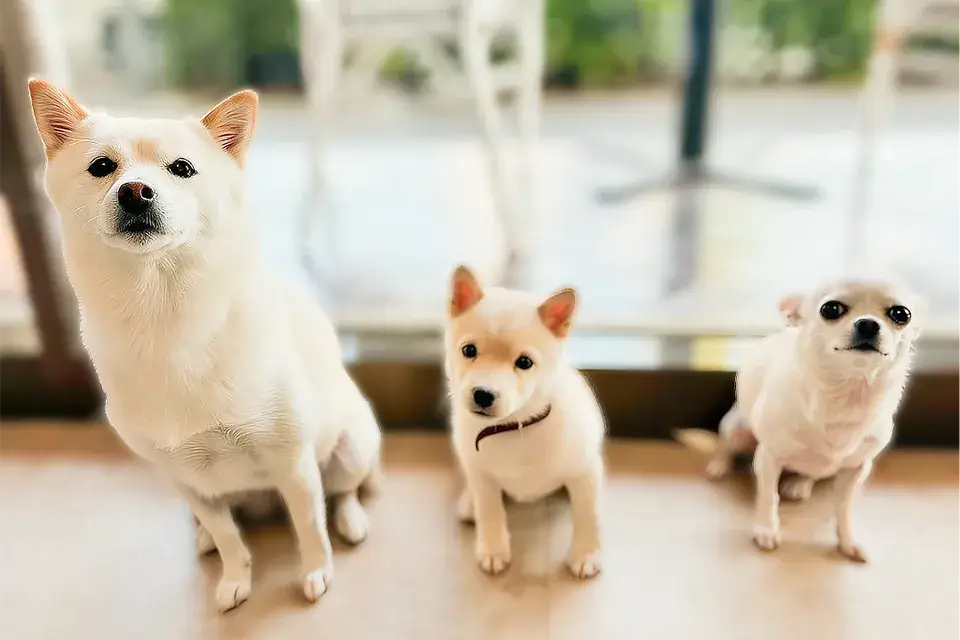 生後3ヵ月の時期に本気で人を噛む場合には、犬の性格に原因があると考えられます。