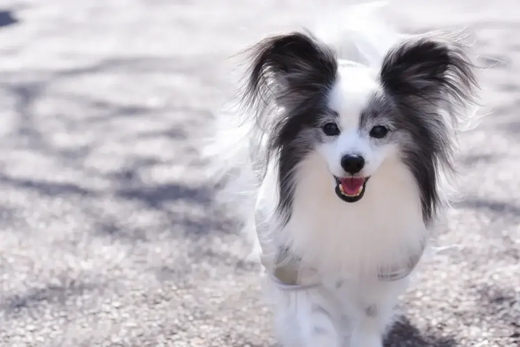 落ち着きがなくお散歩中の引っ張りが ヒドイ!遊び食いの改善方法 パピヨン